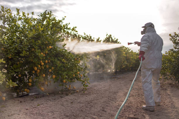 Reliable Merrydale, LA Pest Control Solutions