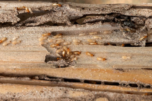 Best Exterminator Services  in Merrydale, LA
